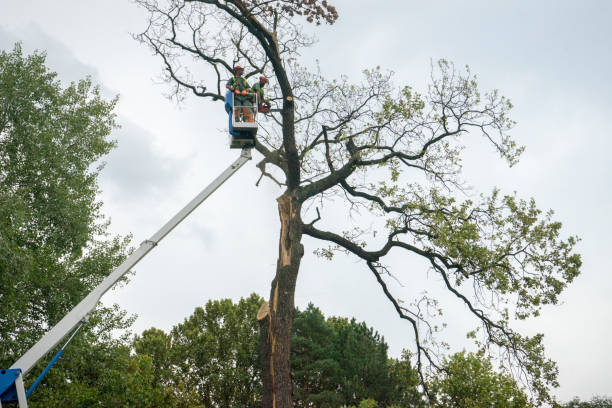 Reliable Pinole, CA Tree Services Solutions