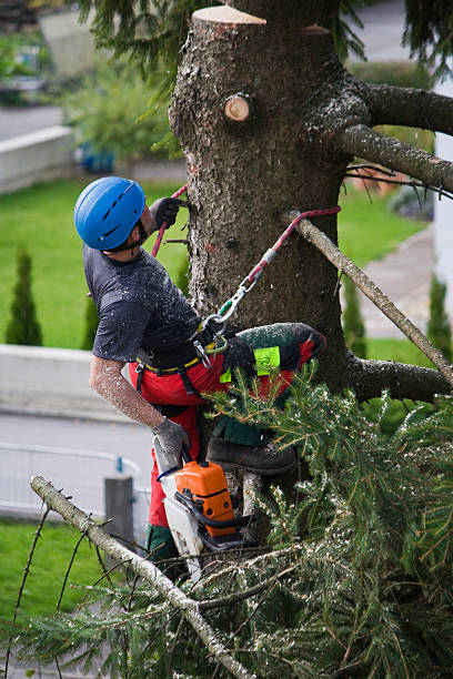 Lawn Irrigation Installation and Maintenance in Pinole, CA