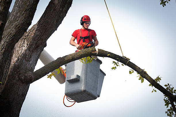 How Our Tree Care Process Works  in Pinole, CA